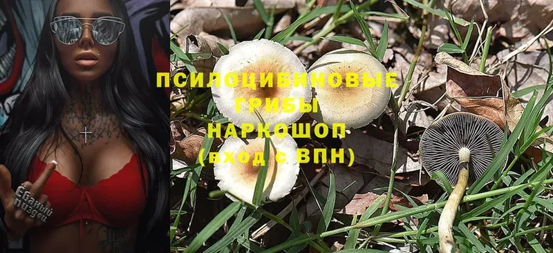 Галлюциногенные грибы Cubensis  наркота  Белокуриха 